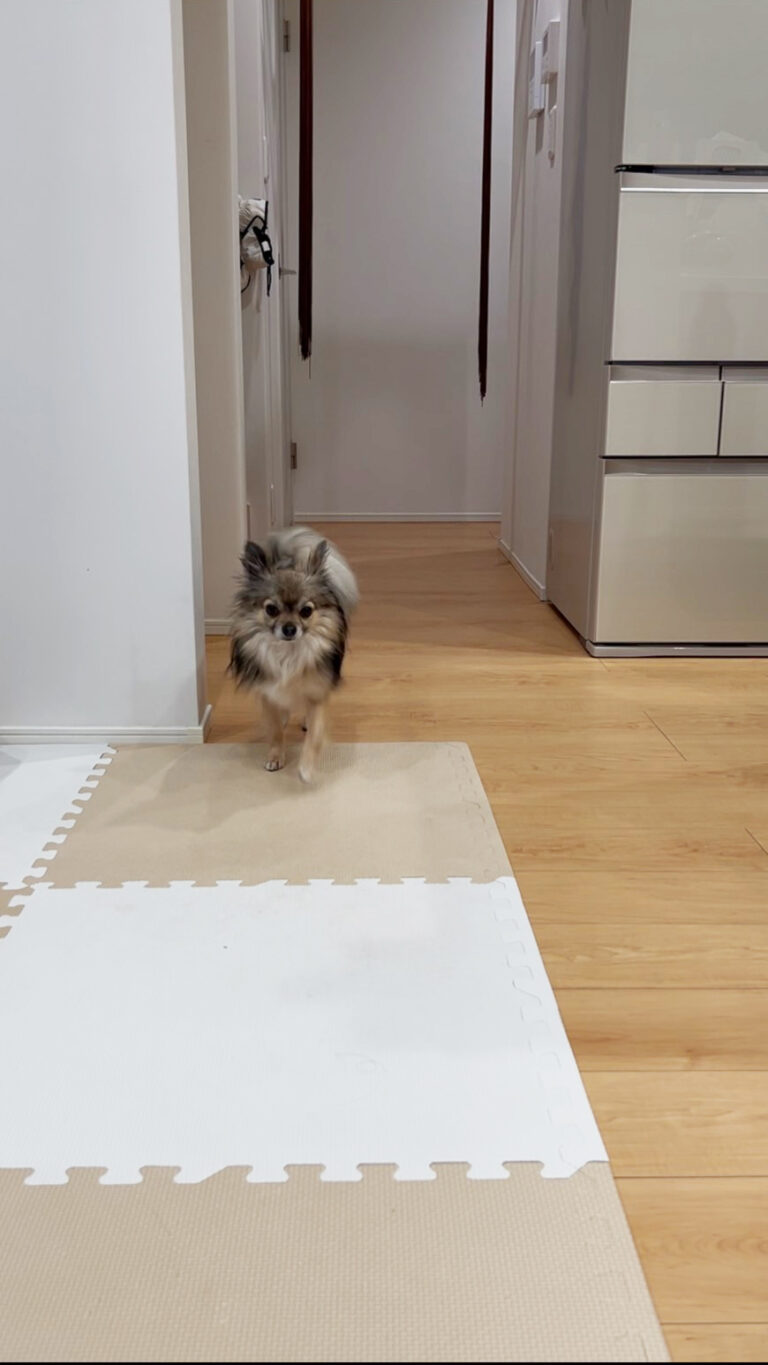 広いお家で伸び伸び過ごしています🐾